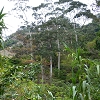 Plants: image 51 0f 70 thumb